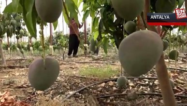 Dönümünden 190 bin TL gelir sağlanan mango üreticinin yeni gözdesi