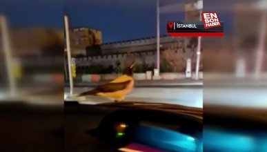 İstanbul'da bir karga, seyir halindeki otomobilin üzerinde ceviz yedi