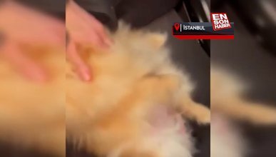 Ataşehir'de polis, doğum yapan köpeği veterinere yetiştirdi