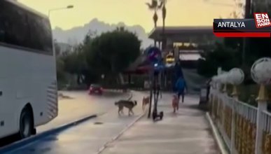 Antalya'da sokak köpeği saldırısı
