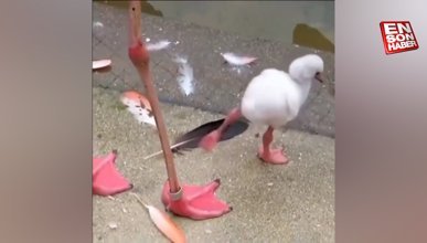 Tek ayağının üstünde durmayı öğrenmeye çalışan bebek flamingo
