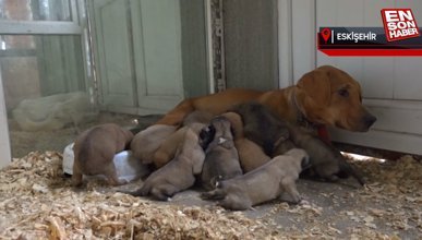 Eskişehir'de çuvalda bulunan yavru köpekler korumaya alındı