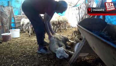 Osmaniye'de köye dalan yırtıcı hayvan 27 koyunu telef etti
