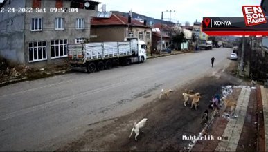 Konya'da yolda yürüyen kadın sahipsiz köpeklerin saldırısına uğradı