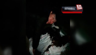 Sultangazi'de polisten baskın: At keserken yakalandılar