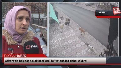 Ankara'da başıboş sokak köpekleri bir vatandaşa daha saldırdı