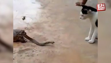 Kurbağa tarafından yenilirken kediyle kavga eden yılan