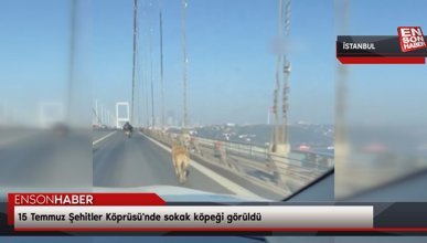 15 Temmuz Şehitler Köprüsü'nde sokak köpeği görüldü