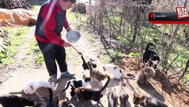 Samsun'da çocuğu gibi gördüğü 50'den fazla kedi için köyünde yaşıyor