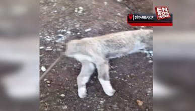 Diyarbakır’da kulübedeki köpeğin başını kestiler