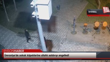 Ümraniye'de sokak köpeklerine silahlı saldırıyı engelledi