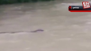 Şırnak'ta nesli tükenme tehlikesi altında olan su samuru görüntülendi