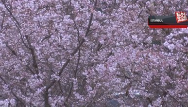 İstanbul'da 'yalancı bahar'a aldanan bazı ağaçlar çiçek açtı