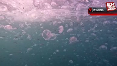 İstanbul Boğazı’nda denizanası istilası su altında görüntülendi