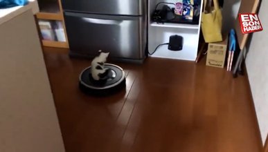 Robot süpürgenin üzerinde evi gezen minik kedi
