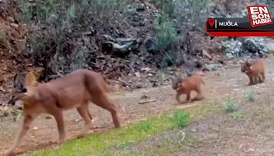 Muğla'da nesli tükenme tehlikesindeki karakulaklar fotokapanla görüntülendi