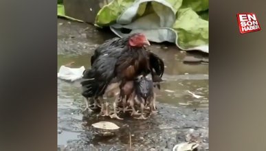 Yavrularını yağmurdan koruyan anne tavuk