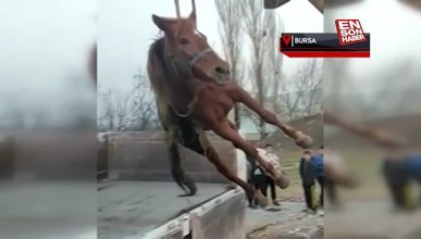 Bursa'da araç çarpan atı yaşatmak için zamanla yarıştılar