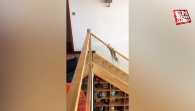 Merdiven tırabzanından kayarak eğlenen kedi