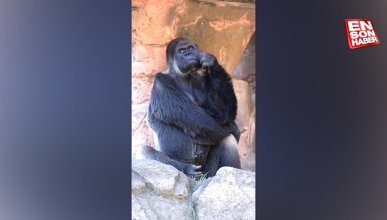 Derin düşüncelere dalan goril