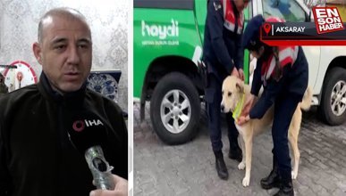 Aksaray'da jandarma sokak köpeklerine gece görünmeleri için elleriyle reflektif şerit dikti
