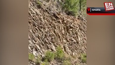 Isparta'da sokak köpekleri nesli tükenme tehlikesi altında olan yaban keçisine saldırdı