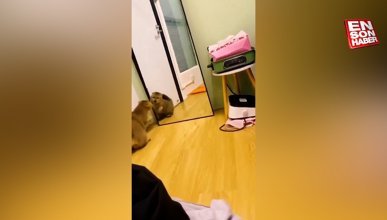 Aynadaki yansımasıyla kavga eden sinirli kedi