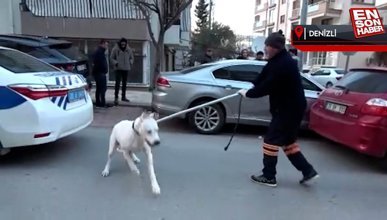 Denizli'de polisin köpekli sürücüyle imtihanı