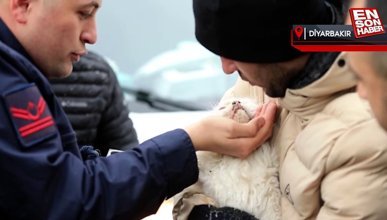 Diyarbakır'da çöken iş merkezinin enkazından bir kedi kurtarıldı