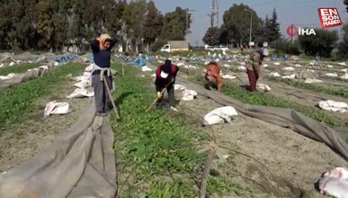 Hatay'da çiftçiler depremin gölgesinde üretime başladı