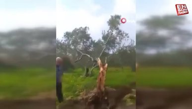 Hatay'da fay ikiye böldüğü ağacı 10 metre taşıdı