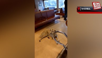 Kadıköy-Beşiktaş vapuru içeride köpek bulunduğu gerekçesiyle hareket etmedi
