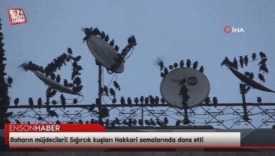 Baharın müjdecileri! Sığırcık kuşları Hakkari semalarında dans etti