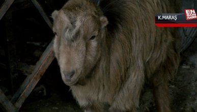 Kahramanmaraş’ta bir keçi, enkazdan 47 gün sonra sağ çıktı