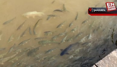 Deprem ve selin vurduğu Balıklıgöl'de balıklar tekrar görülmeye başlandı