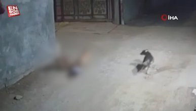Irak'ta sokak köpeklerinin saldırısına uğrayan bebek yaralandı