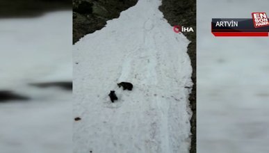 Yavru ayı ve annesinin kar keyfi drone ile görüntülendi