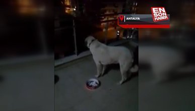 Antalya'da cinsel saldırıya uğrayan 'Cesur' köpek bulundu