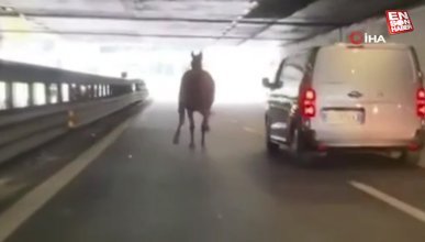 Roma’da hipodromdan kaçan at trafiği altüst etti