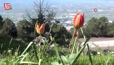 Manisa Lalesi'ni koparmanın cezası 244 bin 315 lira