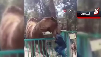 Denizli'de deveye yaklaşan çocuk canından oluyordu