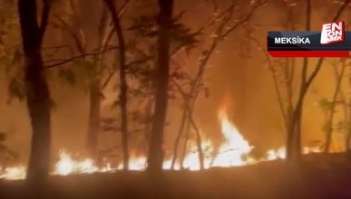 Meksika’da 7 eyalette orman yangını