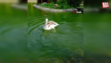 Kocaeli Ormanya'da bulunan bir pelikanın midesinden pet şişe çıktı