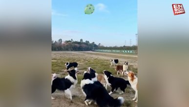 Köpeklerin balon eğlencesi