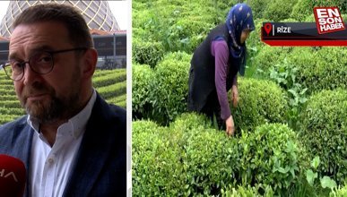 Doğu Karadeniz’de çay hasadı dönemi yaklaşıyor