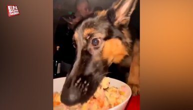 Sahiplerinin yemeğine dadanan köpek