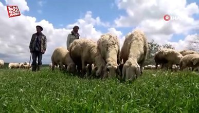 Yozgat'ta 16 bin liraya çalışacak çoban bulamıyor