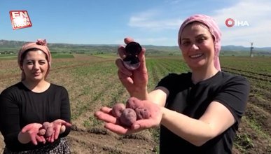 Cambridge mezunu kadın çiftçi, mor patates ekimini Anadolu'ya yayıyor