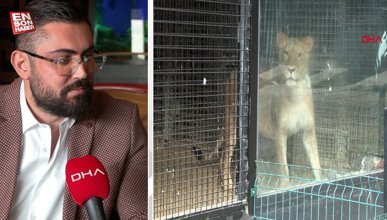 Beykoz'daki ormana ‘aslan kaçtı’ iddiası ortalığı ayağa kaldırdı