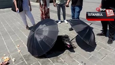 Taksim'de polis ve vatandaşlar yaralı köpek için seferber oldu